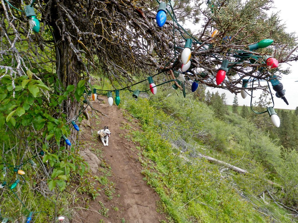 Active Recovery Walks for Mountain Bikers