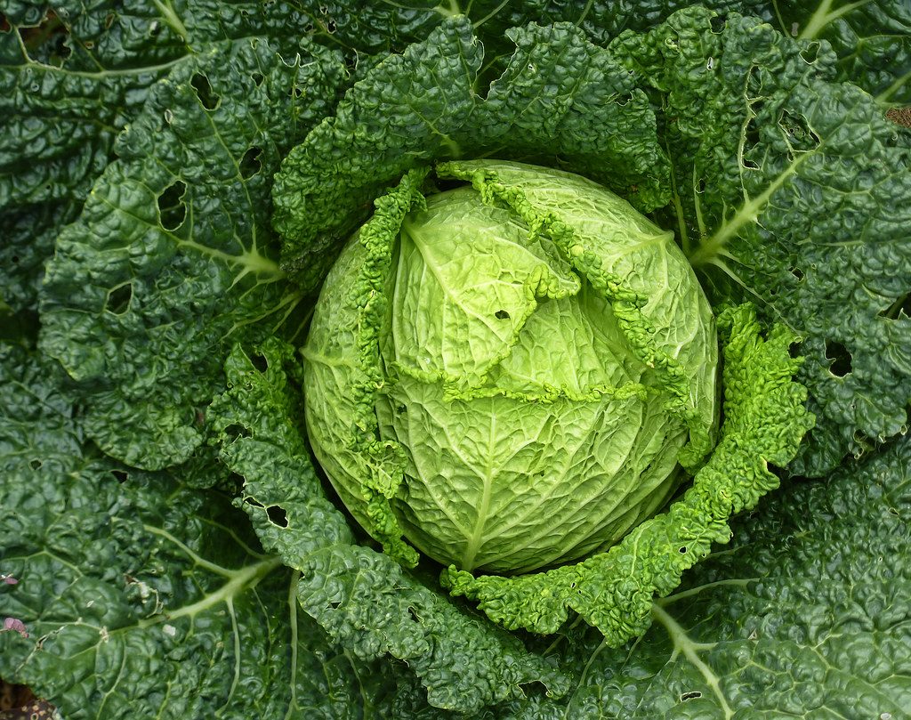 AI Fitness Coaching Tools for Vegetarian Athletes