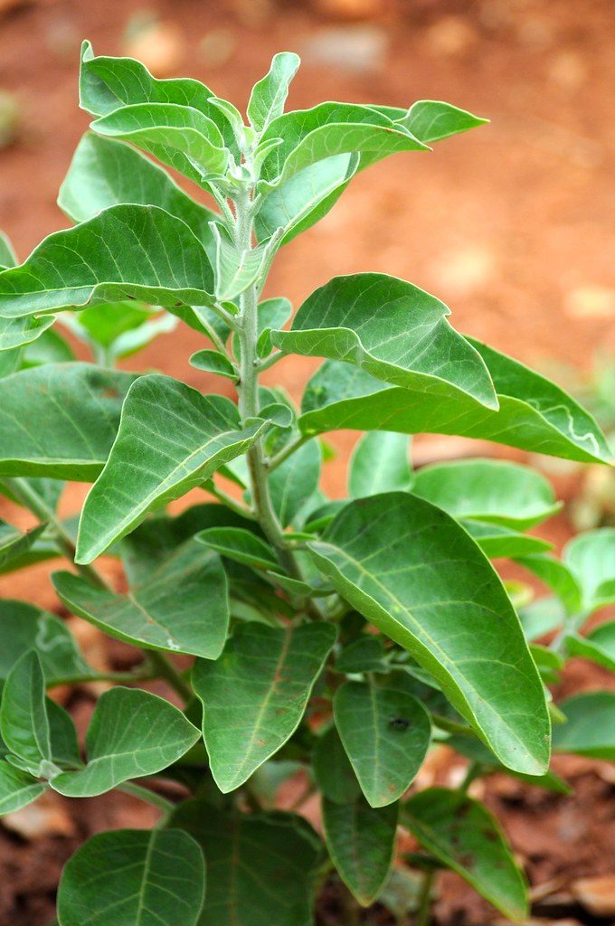 Ashwagandha for Fitness: What the Research Actually Shows