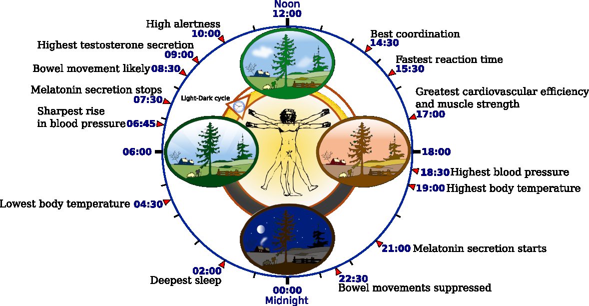 Circadian Rhythm & Sleep Cycles: The Keys to Deep Recovery