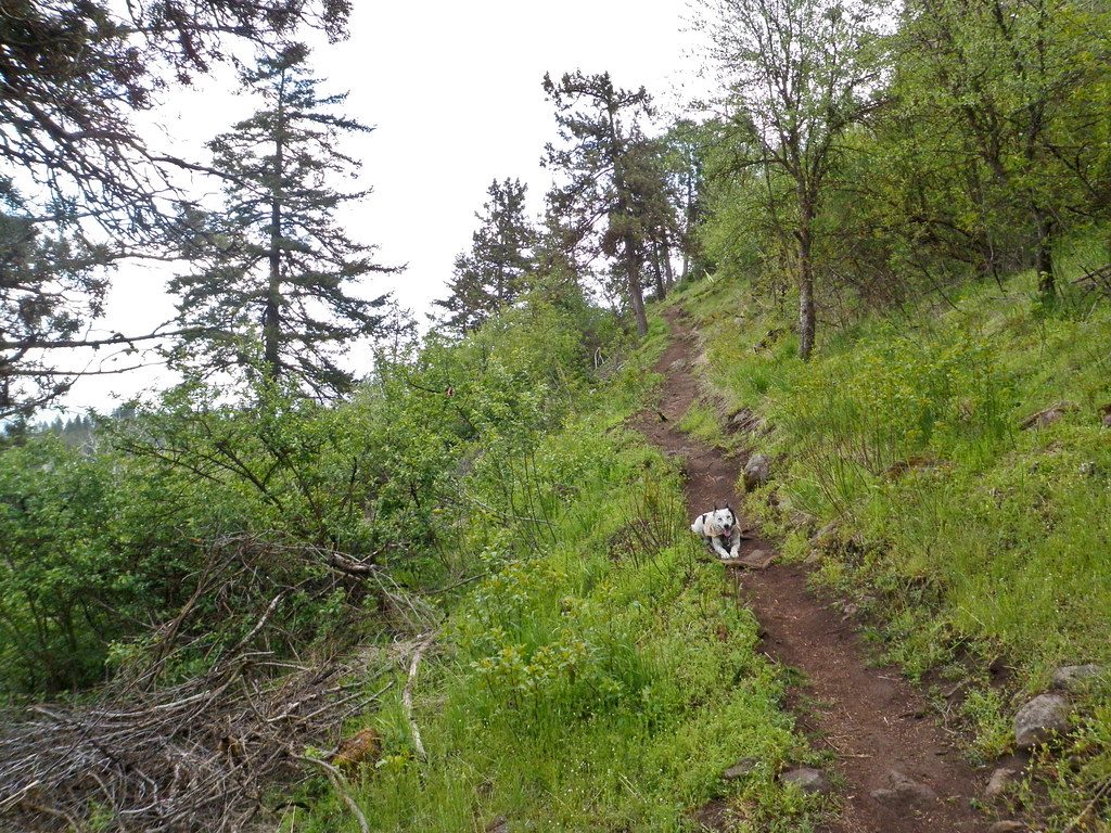Creatine Supplementation Protocols for Mountain Bikers