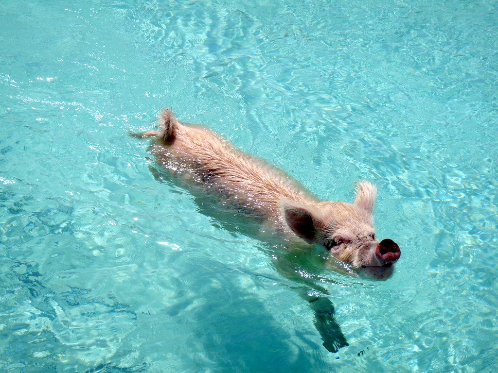 Gut Health and Athletic Performance for Swimmers