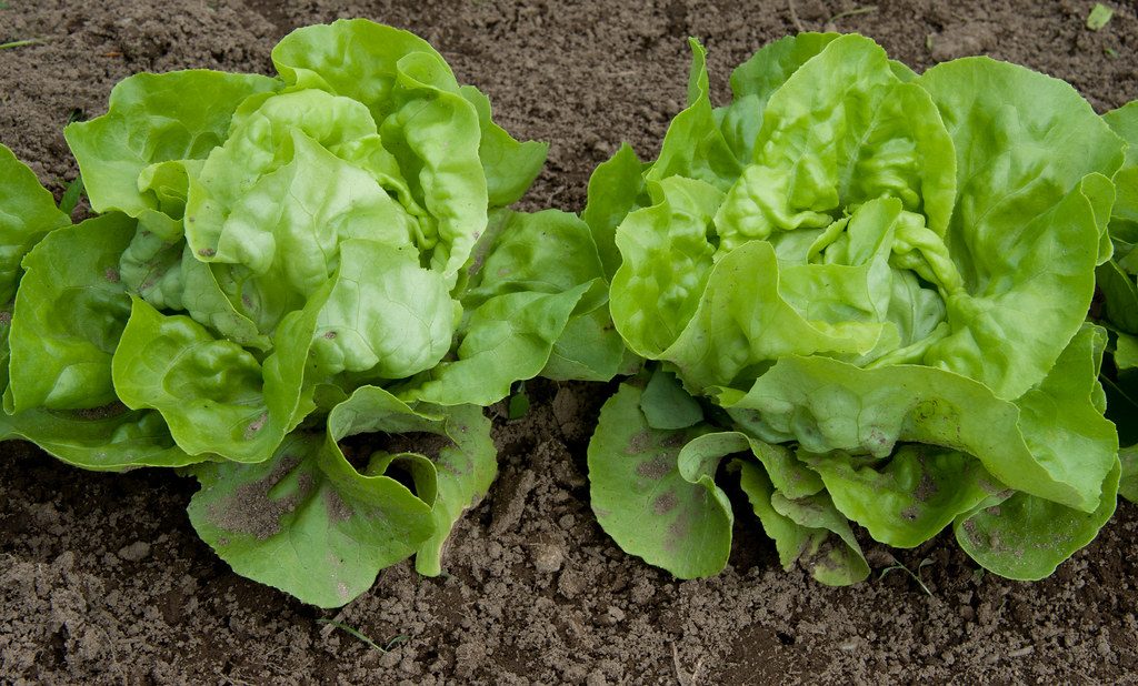 Gut Health and Athletic Performance for Vegetarian Athletes