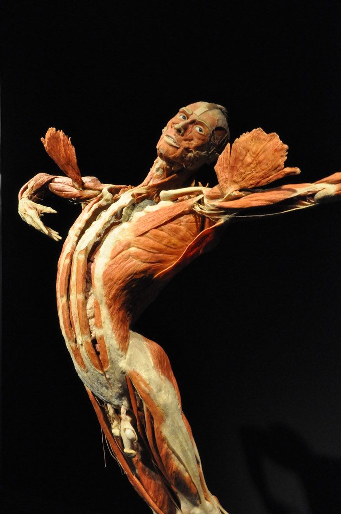 Optimizing Protein Synthesis for High-Performance Dancers