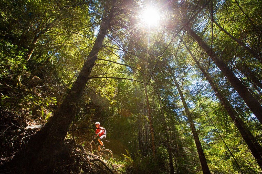 Stair Climber Protocols for Fat Loss for Mountain Bikers