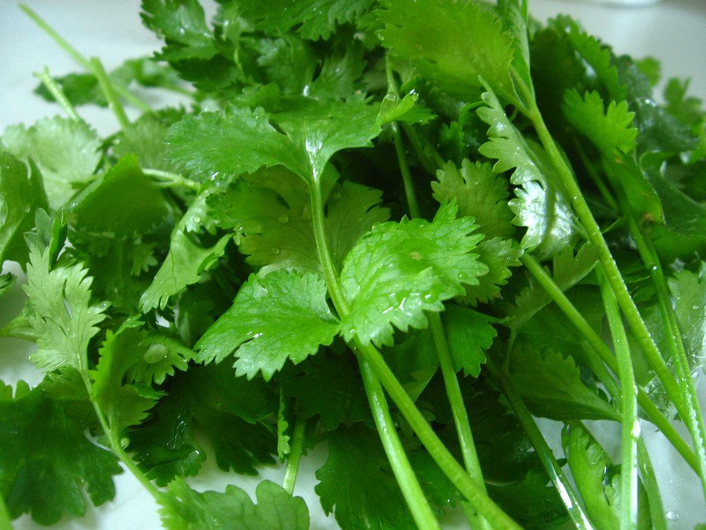 Stress Management and Cortisol Control for Vegetarian Athletes